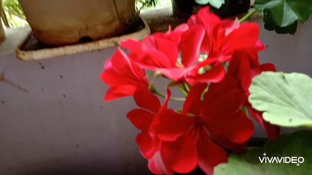 Geraniums plant maintain in tamil | gardening | garden maintenance | how to planting flowers смотреть онлайн