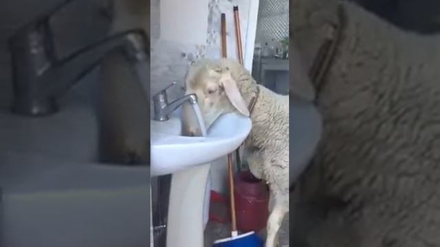 У барана сушняк смотреть онлайн
