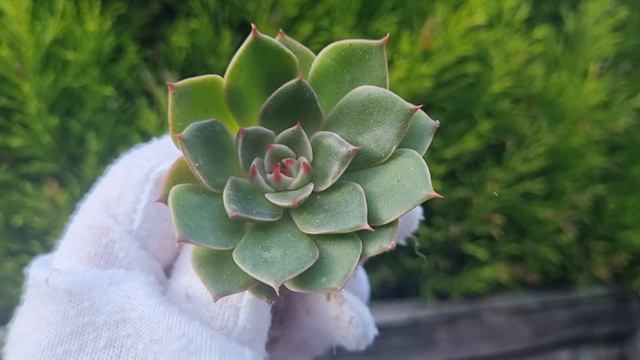 Echeveria Rudolf смотреть онлайн