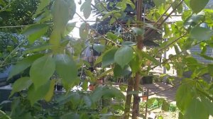 Хурма Россиянка самоплодная или нет?Однозначно надо проверить.