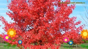 Клен красный. Краткий обзор, описание характеристик, где купить саженцы, крупномеры acer rubrum