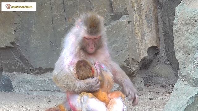Under the dedicated guidance of the mother monkey, the baby monkey walks properly смотреть онлайн