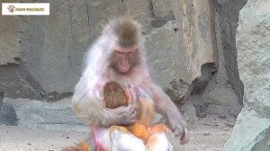 Under the dedicated guidance of the mother monkey, the baby monkey walks properly
