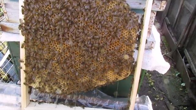 борьба с клещом Варроа без химии - применение строительных рамок в гнезде пчел смотреть онлайн