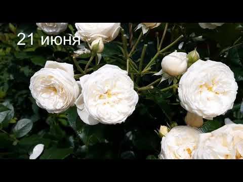 Артемис сезон 2023 смотреть онлайн