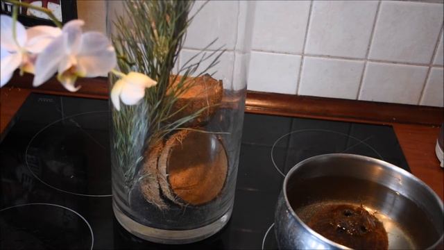 ЛАЙФХАК ДЛЯ ОРХИДЕЙ СУБСТРАТ ИЗ КОКОСОВЫХ ТИПСОВ смотреть онлайн