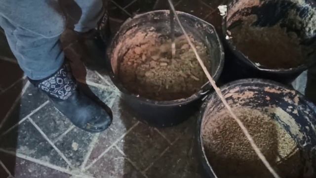 Кормление взрослой птицы смотреть онлайн