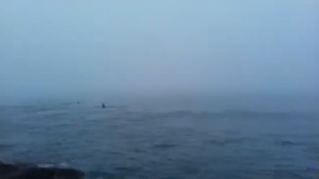касатки и рыбаки у берега смотреть онлайн