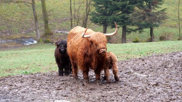 Schottisches Rind im Schwarzwald/Шотландский скот в Германии/Scottish cattle in the Black Forest / смотреть онлайн