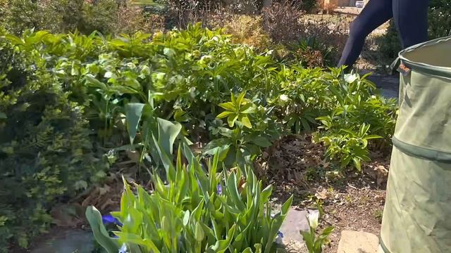 Hellebore Clean Up + New Plants 🌸 смотреть онлайн