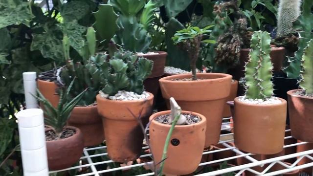 Indonesia plant nursery tour, plant chat, and care tips from owner! смотреть онлайн