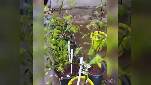 Наш последний урожай жгучего перца Колокольчик , Бразилиан Ред пампкин и Сливки жёлтые . Беларусь. смотреть онлайн