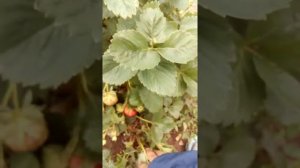 Сорт земляники зефир