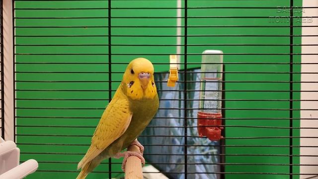 как я приручаю волнистого попугая Куки смотреть онлайн