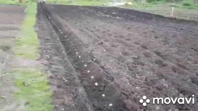Посадка картофеля под плуг!!! Мотоблок мотор сич.18.05.21г.
