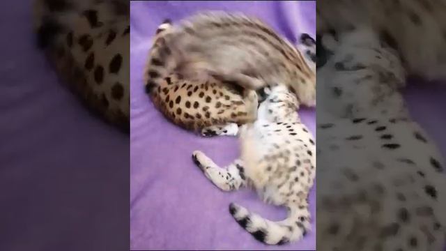 Саванна НР, гибриды сервала и кошки смотреть онлайн