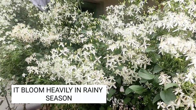 Clematis Recta or Ranjai plant blooming. смотреть онлайн