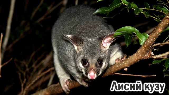 Животные Австралии/Как говорят животные Австралии/Animals of Australia смотреть онлайн