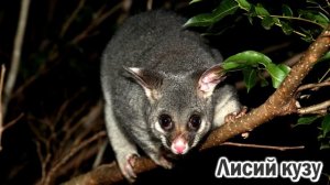 Животные Австралии/Как говорят животные Австралии/Animals of Australia