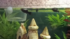 Спаривание, размножение моллинезий. Мальки моллинезии (первое потомство)