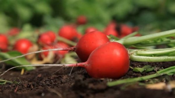 Редис обзор