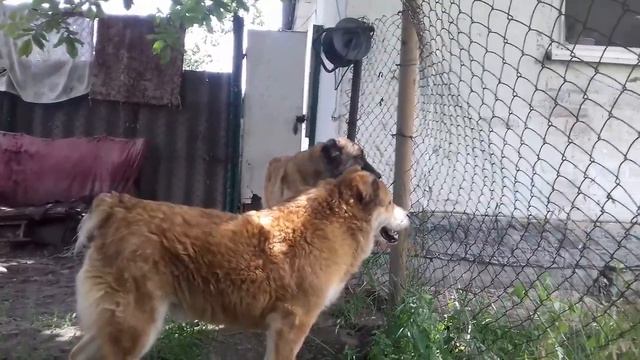 Кане корсо и среднеазиатские овчарки (алабай )охрана двора встреча с соседом. смотреть онлайн