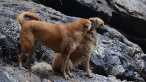 Как социализировать взрослую собаку можно?