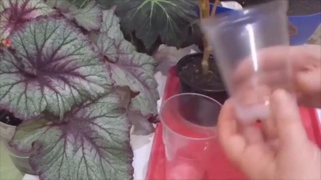 Формируем бегонию. Размножаем бегонию черенком. смотреть онлайн