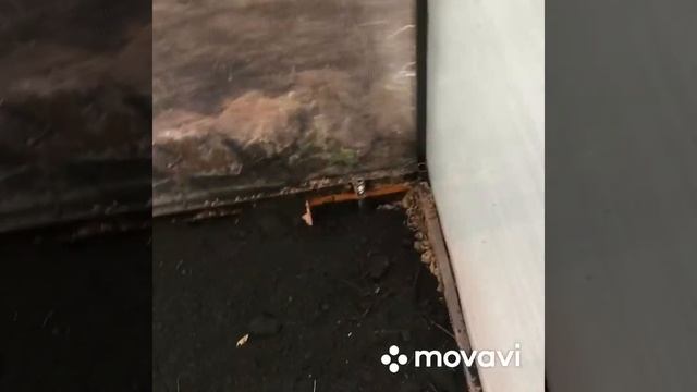 Подготовка теплицы и посадка смородины и яблони . смотреть онлайн