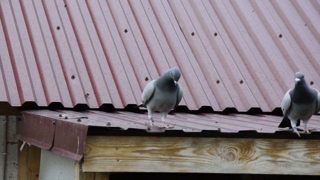 ВСЁ КОГДА ТО В ПЕРВЫЙ РАЗ. Первые полёты засидевшихся молодых голубей 2022 года. смотреть онлайн
