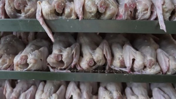 국내 최고의 스케일! 압도적인 치킨공장의 놀라운 삼계탕 대량생산 과정 Korean chicken factory's chicken soup mass production proces