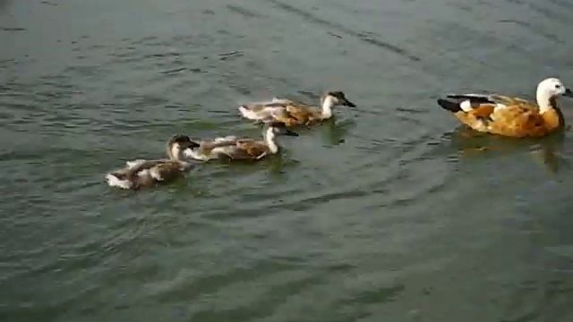 Птенцы огарей (Красная утка) смотреть онлайн