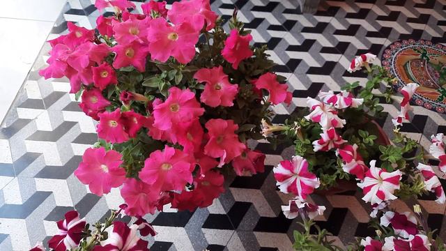 Different types of Petunia flower |Gardenflower |Beautiful Petunia @mkmishravideodiary смотреть онлайн