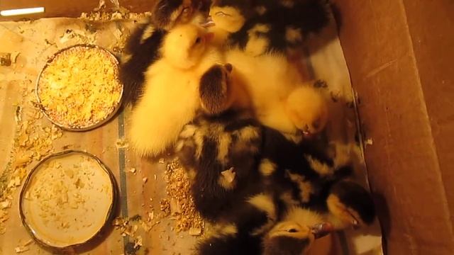 вся правда о суточных утятах мускусной утки или утки шипуна, как вам больше нравится) смотреть онлайн