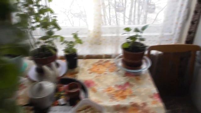 ЛенаСвино день 5/Попала в западню/Иду в гости к родителям Шуши/Красивые фиалки смотреть онлайн