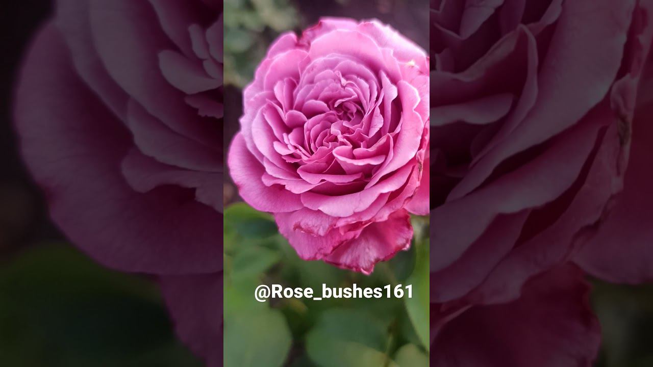 Клод Брассер. Claude Brasseur. @rose_bushes161 смотреть онлайн