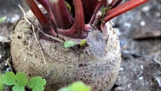 Увеличь свой УРОЖАЙ! Очень просто! Как поливать свеклу на грядке и когда! смотреть онлайн