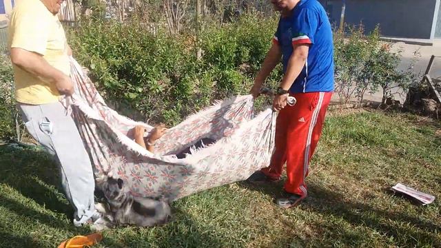 Juego de niños con su perro смотреть онлайн