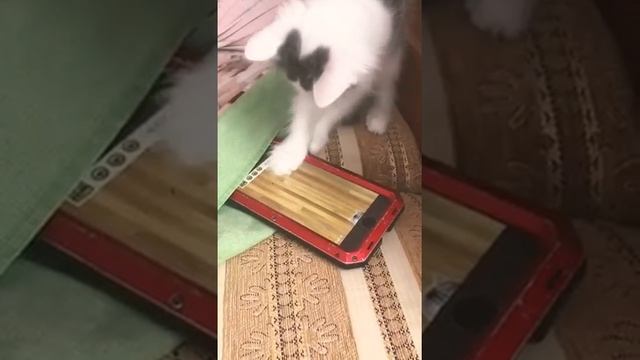 Наша новая подруга ?когда в телефоне сидит не только ребёнок но и котёнок ? смотреть онлайн