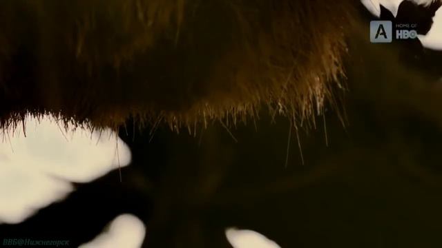 Каракал Грация и точность смотреть онлайн