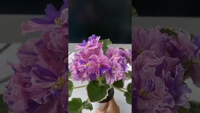 ЛЕ-Сюрприз Зимы, фиалка смотреть онлайн