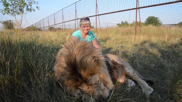 Красивые фото со львом Марселем ! смотреть онлайн