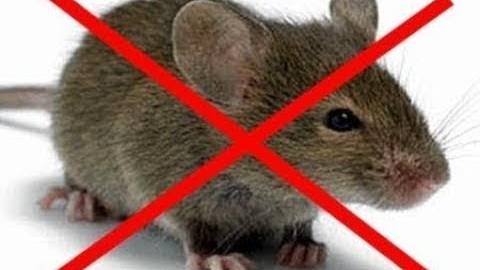 Как избавиться от Мышей Навсегда.Лучший способ. смотреть онлайн