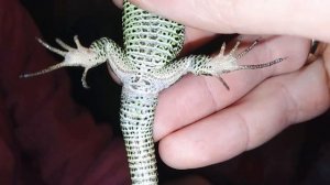 Как определить пол у прытких ящериц