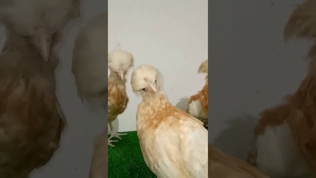 Цыплята падуана Шамоа смотреть онлайн