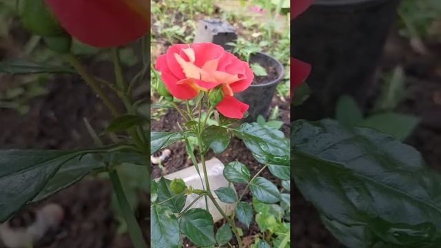 Флорибунда Гебрюдер грим смотреть онлайн