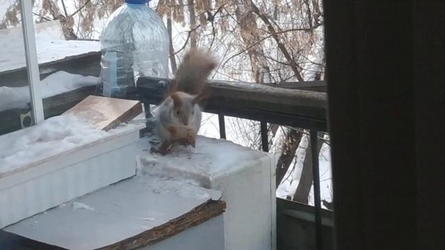 Бельчонок Стенодаз)#животные#белка#animals смотреть онлайн