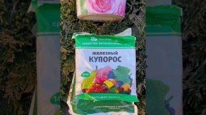 Осенняя искореняющая обработка плодового сада осень ?