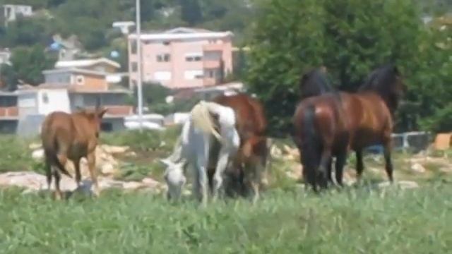 Sutomore/Crna Gora/ Черногория Лошадки смотреть онлайн