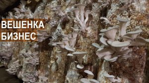 Вешенка как бизнес. Объёмы, сбыт. Агрофирма "Грибы Урала"